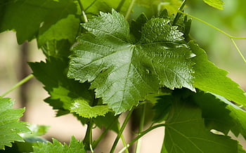 vine, nature, grape, leaf, vineyard, viticulture
