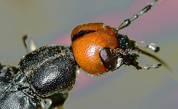 black and brown insect, beetle head, vivid orange, black coloring, detailed close-up, insect photography
