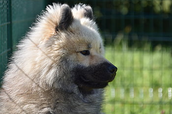 Pes, pes eurasier, mužský, pes olafblue, eurasier olaf blue, Standard, eurasier barva dark sable, olaf, Pes Olaf, domácí zvíře, zvíře