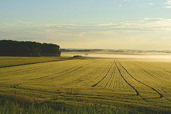 hospodařit, mlha, svítání, ráno, půdy, zemědělské půdy, přistát, zemědělství, krajina, venkovský, venkov