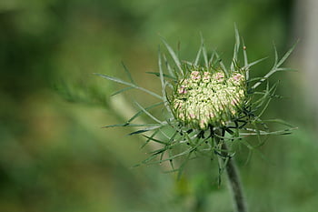 wilde Karotte, Wiese, Nahansicht, Natur, Pflanze, Wildpflanze, Karotte, spitze Blume, Botanik, Garten