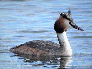 grebe, waterfowl, bird, nature, great Crested Grebe, animal World
