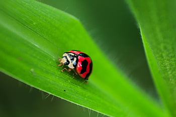 black and red ladybug, green leaf, close-up, macro photography, colorful ladybug, vibrant green, insect, nature, outdoor, wildlife, detail