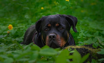 dog, rottweiler, breed, pet, cute, animal, nature, love