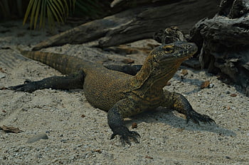 varan komodský, komodo monitor, volně žijících živočichů, zvíře, fauna, dravec, varanus komodoensis, Příroda, plaz, komodo