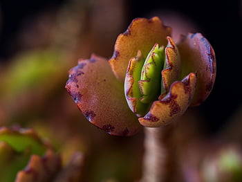 pianta succulenta, pianta, natura, flora, macro, botanica, avvicinamento, sukulent
