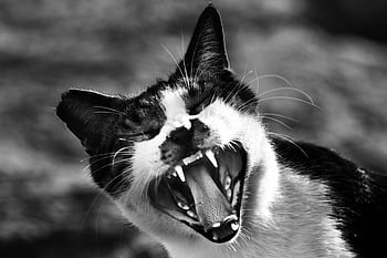 czarno-biały kot, ziewanie kota, CAT CATH, ostre funkcje, Close Up Cat, Ekspresyjny kot, zdjęcie w skali szarości, fotografia czarno-biała, zęby kotów, Kocia twarz, portret kota