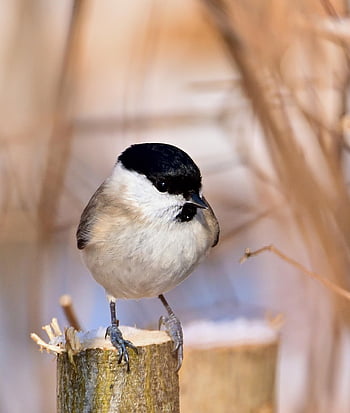 marsh Tit, park, winter, snow, nature, wildlife, animal