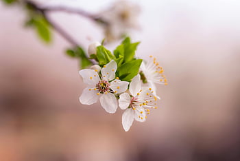 white cherry blossoms, spring flowers, selective focus, soft pink background, close-up photography, white petaled flower, cherry blossom branch, spring symbol, floral photography, nature close-up, springtime blooms