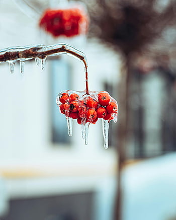 frozen red berries, icicles, winter, close-up, tree branch, frozen berries, winter scene, icy berries, red berries, winter photography, frozen nature