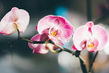 orchidej růžová můra, detailní fotografie, makro detail, zářivá růžová, Přírodní krásy, květinové fotografie, růžové květy, orchidej bílá můra, Ohromující makro, Květy orchidejí