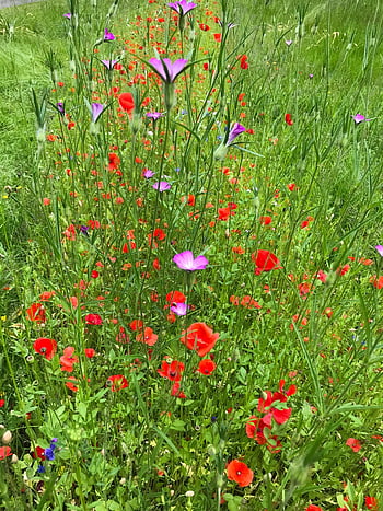 vlčí mák, květinové pozadí, květinová louka, květinové tapety, květiny, pole, kukuřice cockle, klatschmohn, mák, Červené, květ