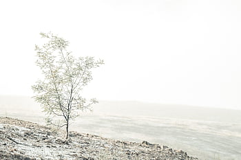 Zweigbaum, Frost, eisig, Dämmerung, Nebel, nebelig, Weiß, winterlich, Winter, Landschaft, neblig