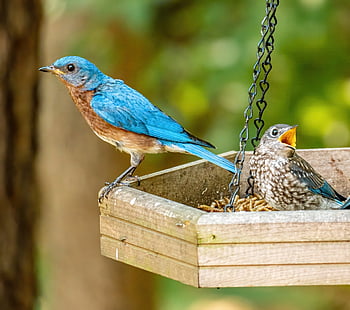 bird, nest, fledgling Bluebird And Father, juvenile Bluebird, bluebird Feeding, fledgling, juvenile Bird, nature, avian, juvenile, hungry