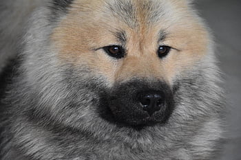 dog, dog Eurasier, dog Pure Breed, black Muzzle, eurasier, black Mask, dog Olaf-blue, eyes Of Dog, eurasier Male, black Truffle, muzzle