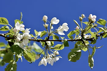 melo foglia di fiocco, bocciolo di mela, albero di mele, fiori di melo, ramo, fiorire, fioritura, primavera, natura, albero da frutta, bianca