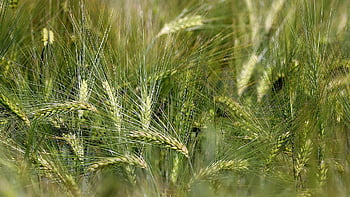 barley, barley Field, grain, agriculture, grain Field, spike, crop, ear, food, field, fields