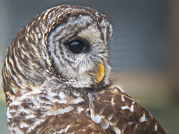 eye bird owl, beak, bird, birdwatching, brown, carnivore, close-up, detail, eye, face, feather