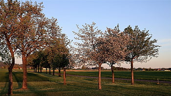 orchard Meadow, fruit Trees, orchard, agriculture, fruit Tree Meadow, pear Tree, apple Tree, spring, nature, blossom, evening Atmosphere
