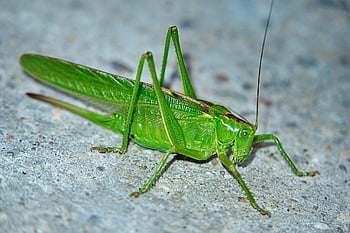 grasshopper, court, garden, green, summer, nature, insect, animal, grasshoppers, close Up, tettigonia Viridissima