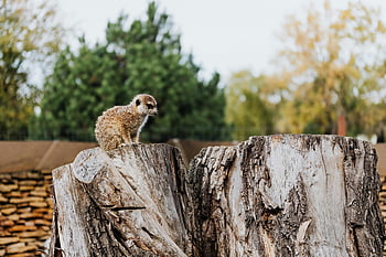 sad meerkat, tree stump, solitary meerkat, forest backdrop, wildlife, nature, meerkat on stump, large tree stump, meerkat in forest, wildlife photography, nature photography