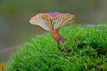 버섯, 숲, 자연, 숲 바닥, 가을, 밀크 링, 디스크 곰팡이