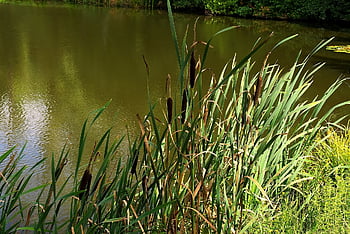 reed, cattail, plants, grass, reflection, pond, nature, water