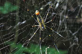 spider, web, cobweb, insect, nature, spiderweb, halloween, creepy, arachnid, scary, horror