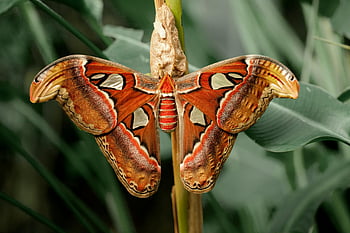atlas moth, lähikuvaus, värikäs koi, lepää lehtiä, yksityiskohtainen kuva, hämärtynyt vihreys, koilehtissä, luonnon valokuvaus, hyönteisten valokuvaus, suuret koi, värit