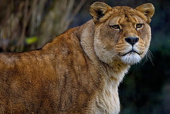 lev, lvice, Barbary Lion, Severoafrický lev, berberský lev, Egyptský lev, Příroda, Atlas Lion, Kočkovitý, savec, lovec