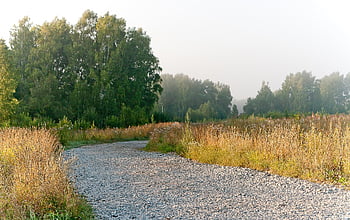 道路、 田舎道、 田舎、 朝、 霧、 シベリア、 風景
