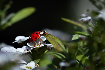 mariquita, naturaleza, escarabajo, insecto, de cerca, animal, macro, fauna, verano, planta, hoja