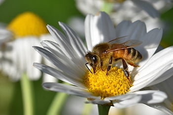 bee, insect, nature, macro, pollination, honey Bee, wing, close Up, world Bee Day, blossom, bloom