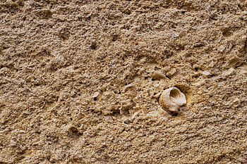 rock, fossil, shell, stone, mollusks Shell, gastropod Shell, snail Shell, texture, closeup