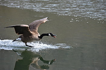 canada Goose, goose, water Bird, feathers, wing, water, plumage, beak, lake, nature