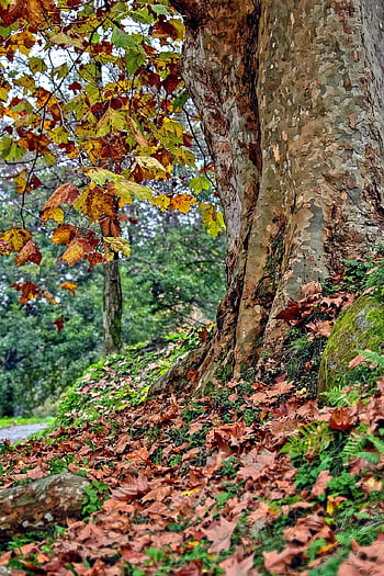 tree, common Plane Tree, autumn, platanus, trunk, bark, dried Leaves, autumn Colors, park, nature