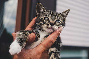 gatto, gattino, mano, piccolo, occhi, animale, animale domestico, carina, natura, domestico, giovane