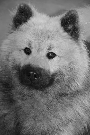 Pes, černobílé fotografie, domácí zvíře, portrét psa eurasier, zvíře, pes eurasier, pes olaf modrá, euroasier olafblue, rozkošný, pejsek, roztomilý