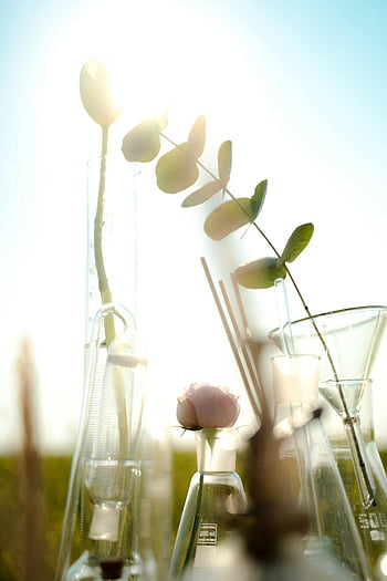 plants in glass, laboratory flasks, vibrant nature, science fusion, sunny outdoor, backdrop, glass flasks, plant cultivation, scientific experiment, natural science, outdoor laboratory