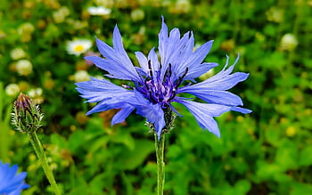 maismel, blomst, blå blomst, blomstre, petals, anlegg, natur, blomstrende plante, på nært hold