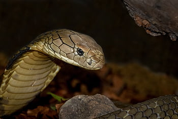 snake, reptile, cobra, nature, poison, animal, wild