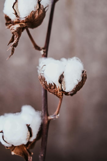 bavlna rostlina, sušené listy, Načechraná bílá bavlna, bavlněný boll, detailní pohled, neutrální pozadí, bavlněná rostlinná fotografie, bavlněný obraz, sušená rostlina bavlny, Bavlněné detaily rostlin, Bavlněná boll detail
