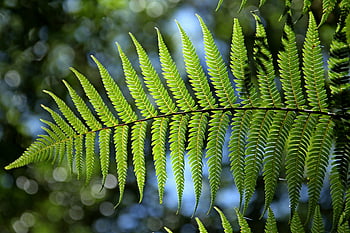 green leaf tree, vibrant green fern, backlit sunlight, natural growth, lush foliage, green fern leaf, sunlight backlit, green foliage, fern leaf, natural beauty, greenery