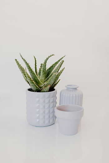 aloe vera, liten hvit gryte, geometrisk gryte, minimalistisk innredning, hjemmedekorasjon, kontorinnredning, stillebenfotografi, hvit bakgrunn, innendørs plante, saftig plante, hvit vase