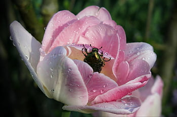 pink Tulip, beetle, tulip, dewdrops, insect, pink Flower, flower, flower Wallpaper, flower Background, close Up, macro