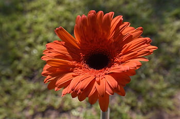 transvaal Daisy, flower, plant, gerbera, daisy, orange Flower, petals, garden, bloom, flower Background, beautiful Flowers