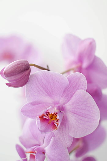 fialová můra orchidej, zblízka fotografie, phalaenopsis, Elegantní květ, měkké zaostření, fialová orchidej, můra orchidej, květinové fotografie, jemná květina, Kvetoucí orchidej, Orchidská fotografie