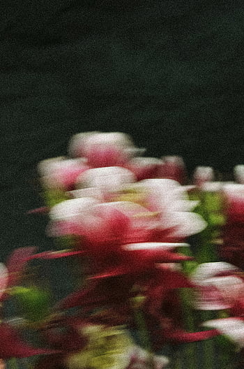 blurred photo, red flowers, white flowers, abstract effect, motion blur, floral image, red and white, abstract photography, flower photography, blurred flowers, motion photography