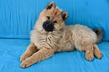 Pes, mladý pes, zvíře, štěně, pes eurasier, domácí zvíře, fena čistokrevné plemeno euroasier, maskot euroasier, fena ponieblue, barva plavá, psí