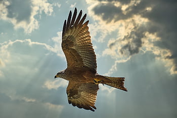 buzzard, nature, bird Of Prey, raptor, bird, plumage, sunset, fly, sky, feather, wings